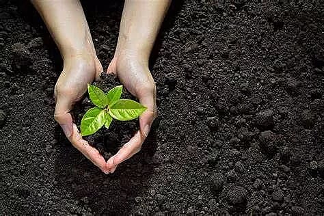 Plantation drive launched under ‘Meri Matti Mera Desh’ in Arunachal Pradesh