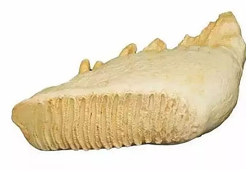 GRP seized more than 2 kg of ivory at Kamakhya Railway Station