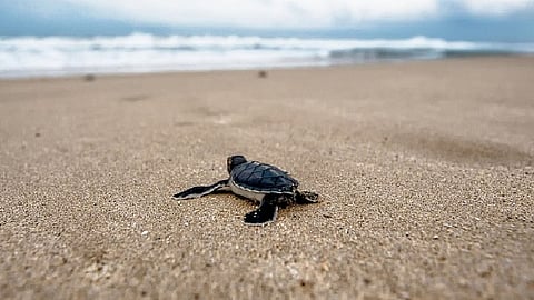 Dead turtles found on shoreline after suspected underwater explosion