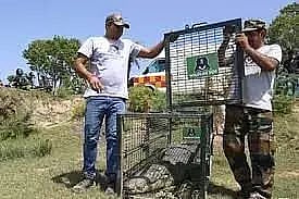 10 ft crocodile rescued in Uttar Pradesh’s Firozabad