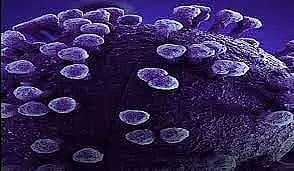 Tunisia detects 1st case of new coronavirus variant EG.5