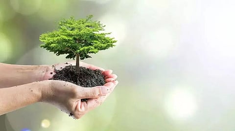 planting trees