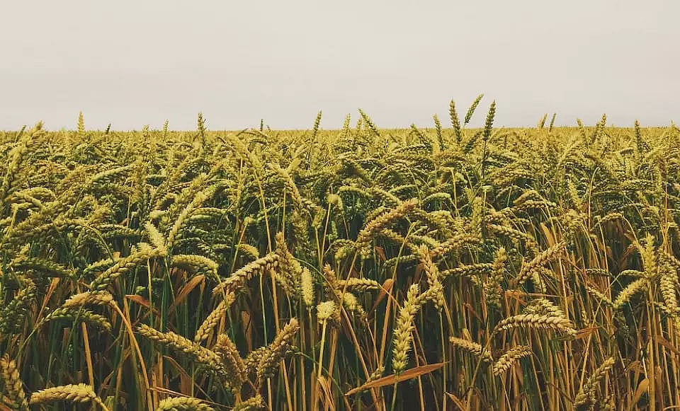 Farm sector in the developing world: Cash crops’ contribution