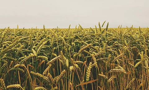 Farm sector in the developing world: Cash crops’ contribution