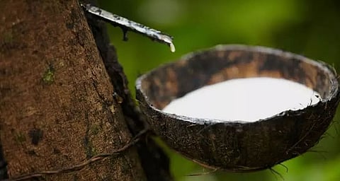 Association of Natural Rubber producing countries visits rubber nursery in North-eastern states