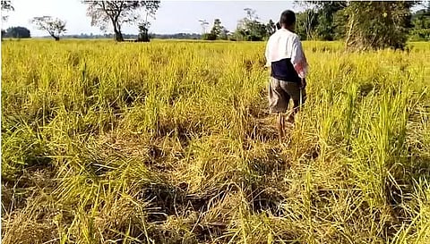 Assam: Wild Elephants Continue to Damage Crops in Search of Food