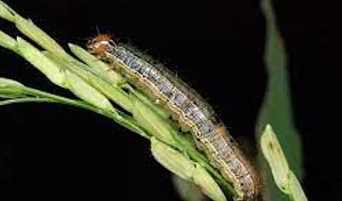 Rice-eating caterpillars damaging paddy fields in 16 districts in Assam
