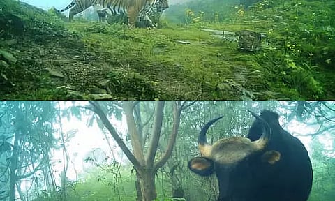 Sikkim: Wildlife Setting National and Global Records for the Sikkim's Forest Department