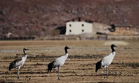 Arunachal Pradesh: Majestic Migratory Birds Bring Delight in Sangti Valley