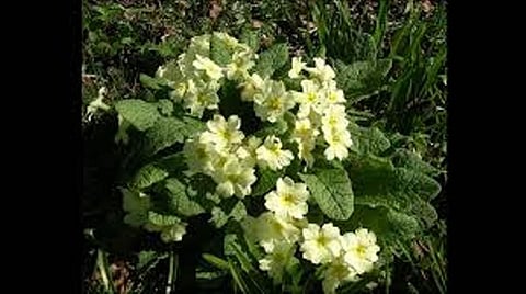 New plant species discovered in Chi