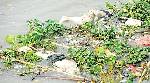 Seven corpses bob up from B'putra bed!