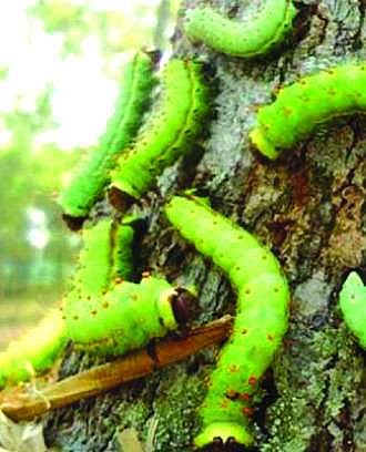 Oil from farm stubble can be rural cooking fuel