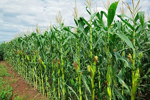 MLA urges House for proper recognition of crops