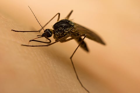Arunachal to tie-up with US company to fight malaria: Mein