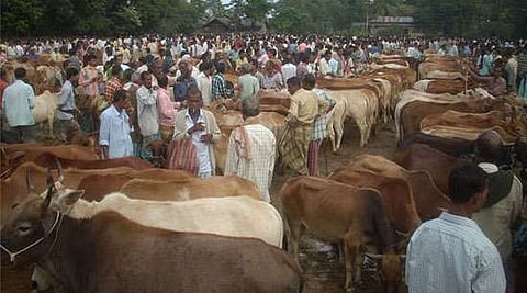 Unabated cow smuggling along Karimganj border
