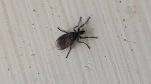 Unidentified insect bite causes skin problems