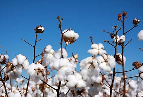 Demand for eco-friendly fabrics propels organic cotton farming