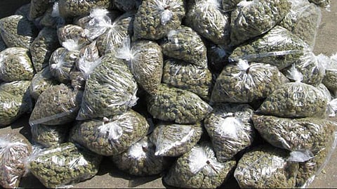 3,350 kgs of Ganja seized in Tripura by Security Forces