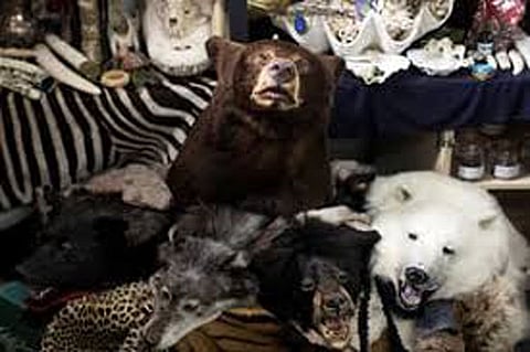 Illegal online sales of endangered wildlife rife