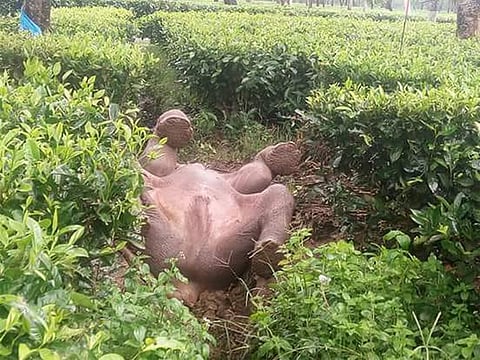 ওদালগুড়িতে গর্ত থেকে উদ্ধার হলো হাতি শাবক