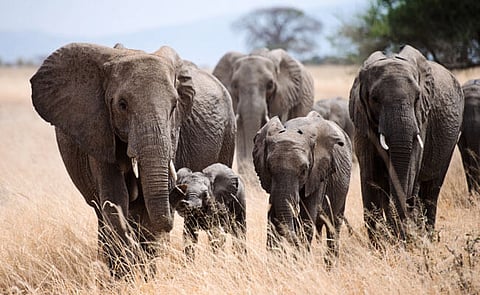 The Pachyderm Menace