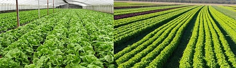 CSIR-NEIST planning to expand activities in State