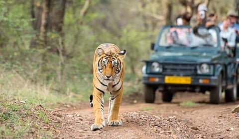 At Ranthambore, every feline has a distinct personality