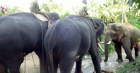 চোৰাং হাতী জব্দ ডুমডুমাত