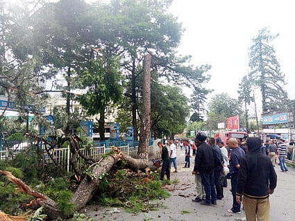 Tree causing danger to human felled in city