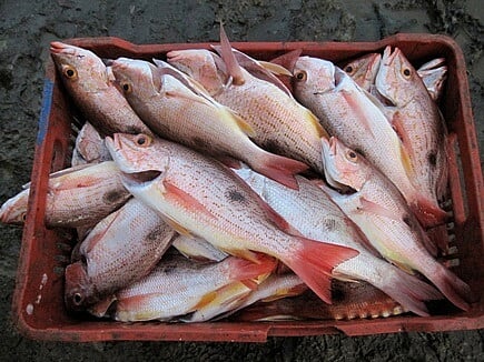 Bid to make Tirap self-sufficient in fish seed production