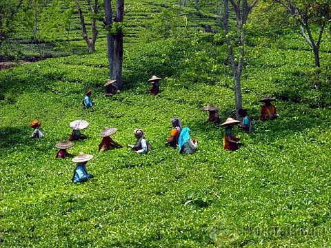 BJP Tea Morcha seeks probe into sale of tea gardens