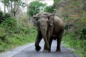 বুনো হাতির আক্ৰমণে মহিলার মৃত্যু