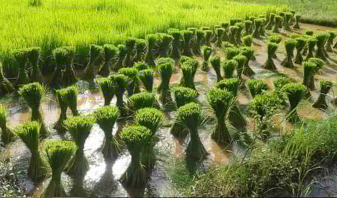 Cabinet approves 50% profit over input cost for farmers