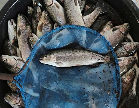 Ban on imported fish