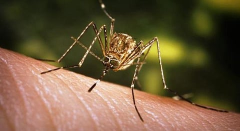 জাপানীজ এনকেফেলাইটিছৰ বাবে মৃত্যু এজনৰ