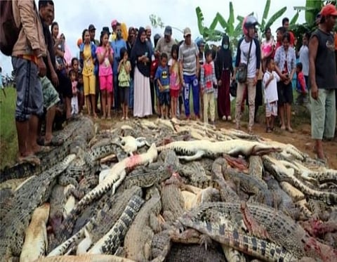 Indonesian Villagers killed 300 Crocodiles Over Revenge Attack