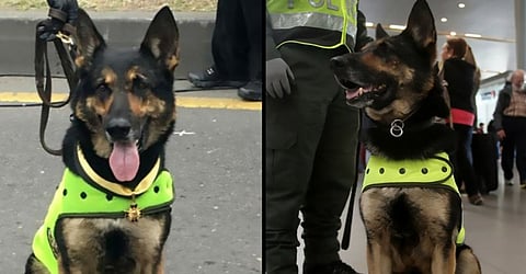 Colombian Police Moves Sniffer Dog to Safe Custody in the Wake of Threats From drug Gang