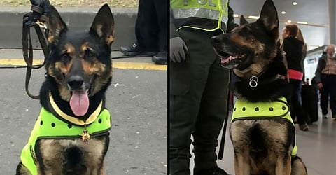 Colombian Police Moves Sniffer Dog to Safe Custody in the Wake of Threats From drug Gang