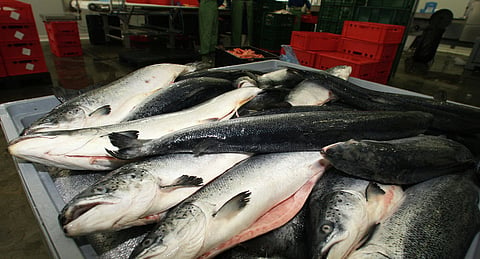 Meghalaya Government imposes Ban on fish import