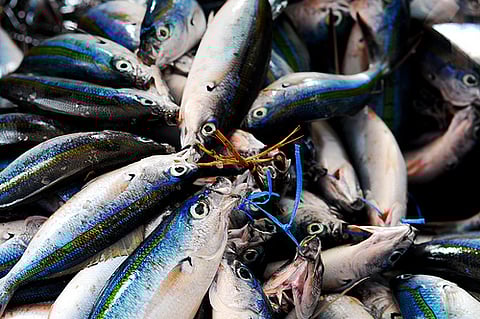 German kits to be used to detect chemicals in fish