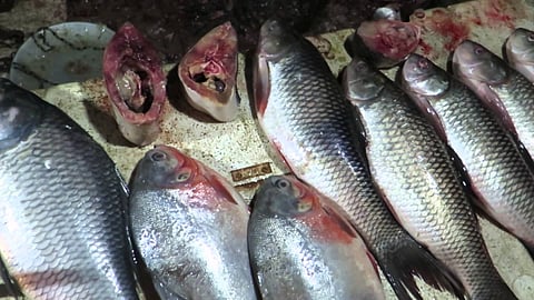 দহদিনৰ বাবে বাহিৰৰ মাছ আমদানি বন্ধ চৰকাৰৰ