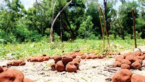 Eco task force organizes  seed ball drive in Kokrajhar, Assam