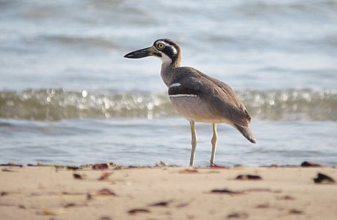 Only 12 Breeding Pairs of Indigenous Australian Bird are Left