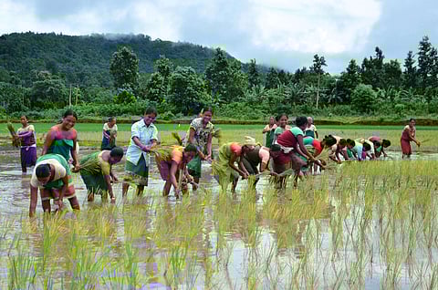 Paddy Seedling Planting Festival in Chhaygaon Constituency