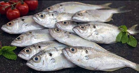 KnowYourFish Calendar: Know When to Eat Your Favorite Fish