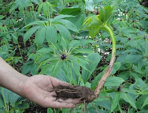 House concerned over illegal extraction of Paris Polyphylla