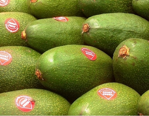 Peruvian avocado export to India touches $200,000