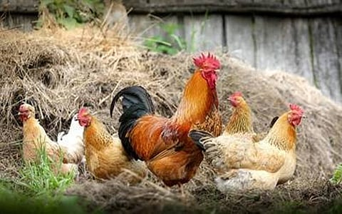 Over 80% of Urinary Tract Infections Caused  by E.coli found in Poultry