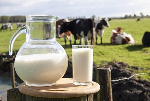 Superfood Milk: Read What Experts Have to Say on Your Milk Drinking Habits