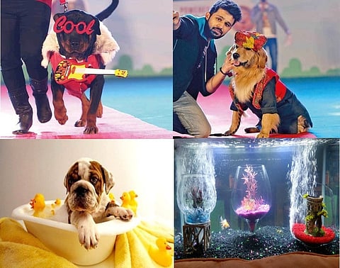 Pets Going Trendier as City Based Pet Shops Offer Coolest Accessories